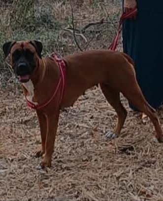 Alerta me perdi tweet media