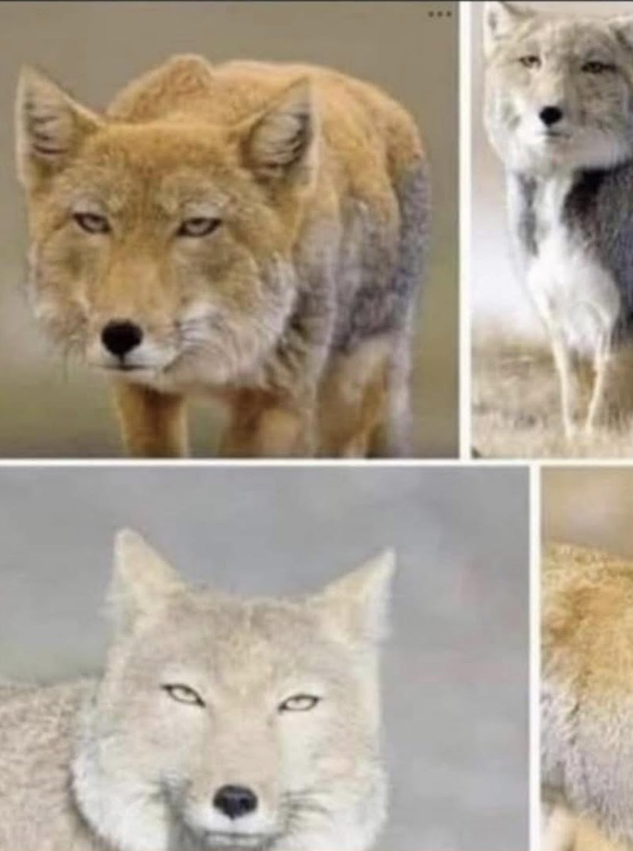 Dave † 🇬🇧🏴󠁧󠁢󠁥󠁮󠁧󠁿🇺🇸🇮🇪🎸🎶 tweet media