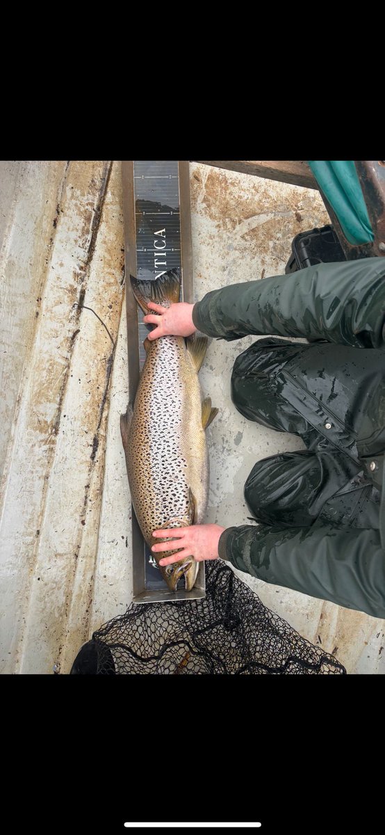 LevenStevens tweet media