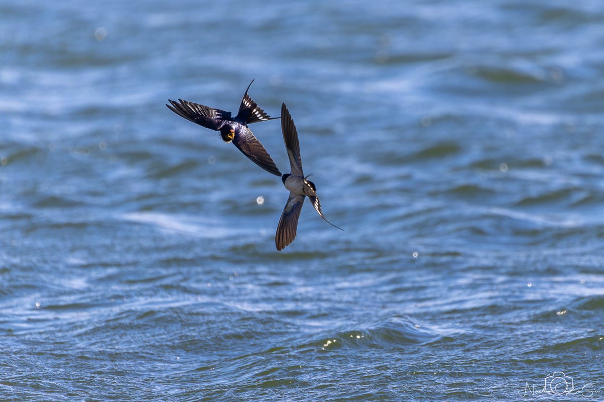 Nacho_RoGu tweet media