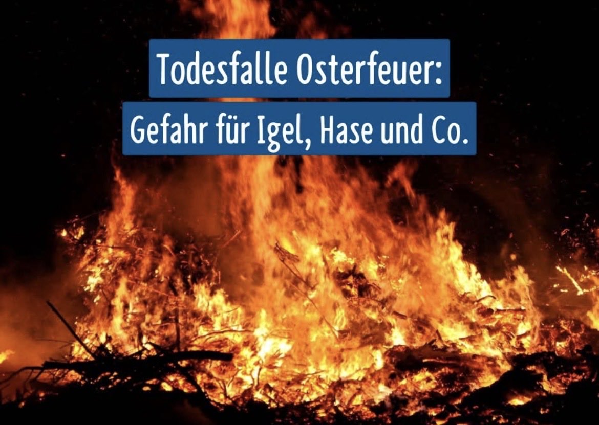 Igel-Hilfe tweet media