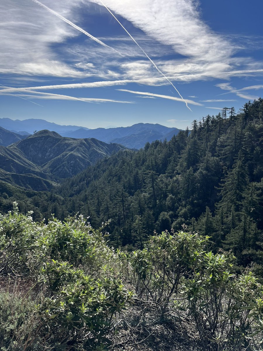 american pokeweed tweet media