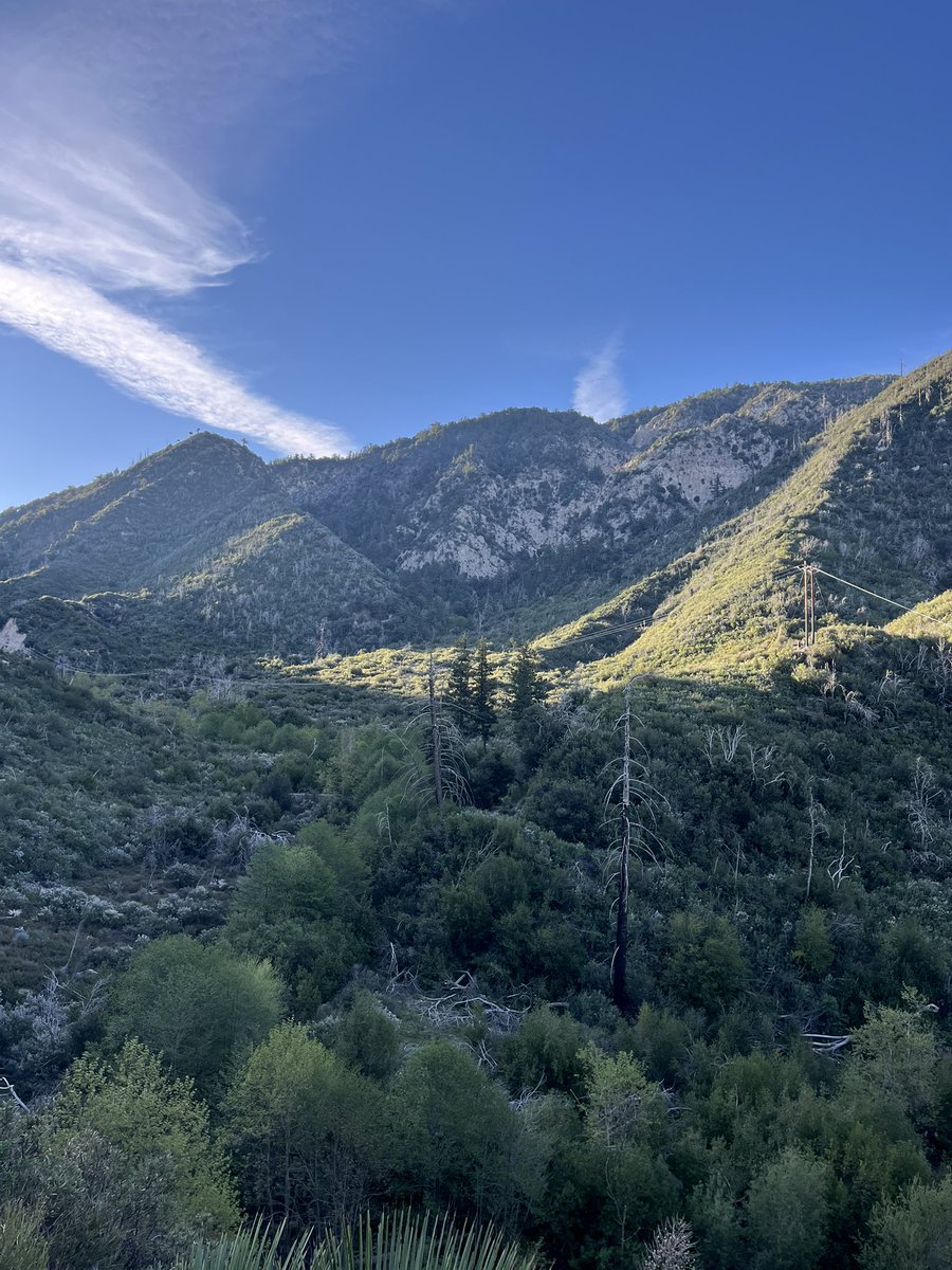 american pokeweed tweet media