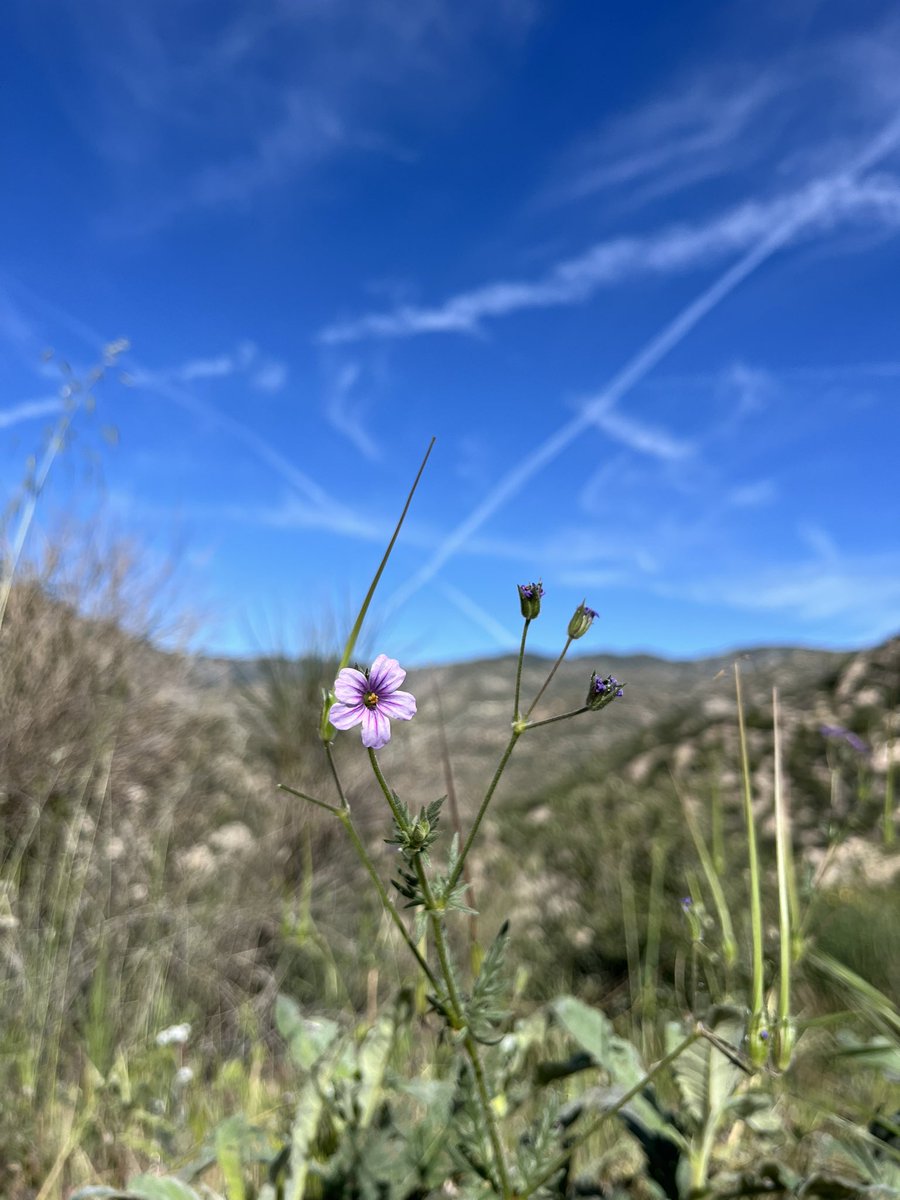 american pokeweed tweet media
