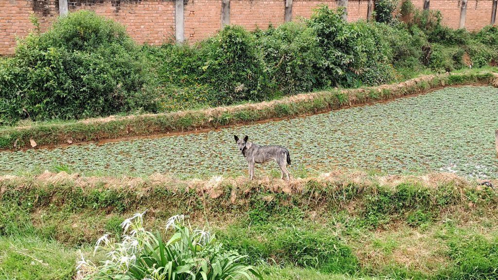 Ted Johnson - Half-Hearted Fanatic tweet media