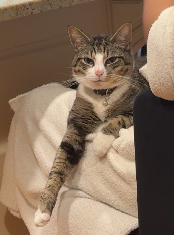 now why is Mel in it? (melvikaling #13) tweet media