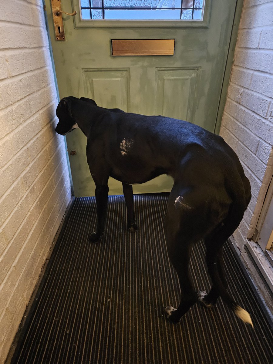 Cooper and Jasper whippet and lurcher tweet media