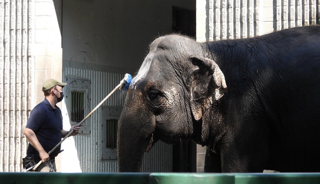 #T4Animals 🐘🦁🦒🐅🦊🦔🐻 tweet media