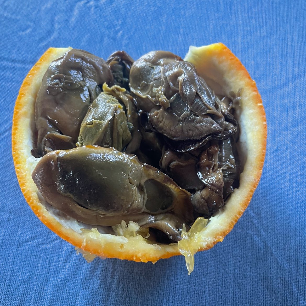 small kobold tweet media