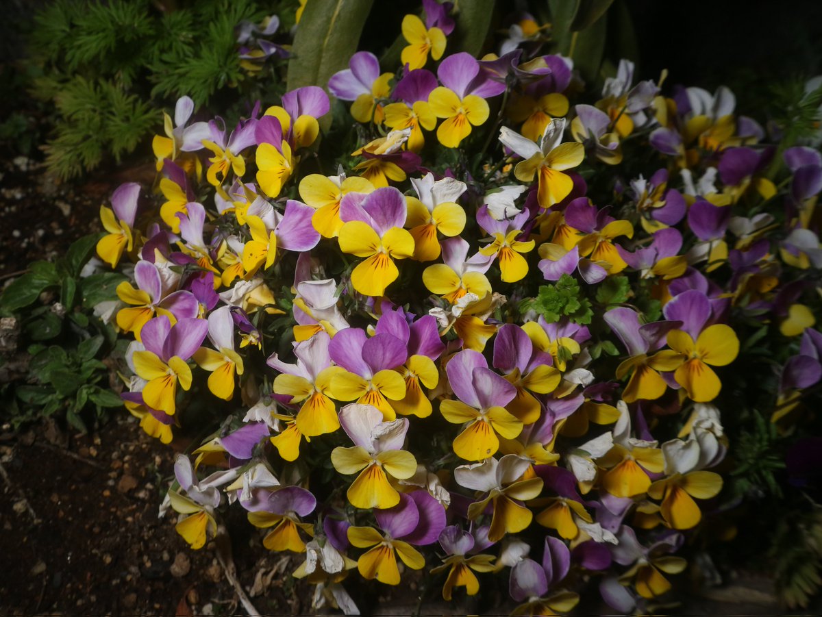 みるす🔆女装♂ tweet media