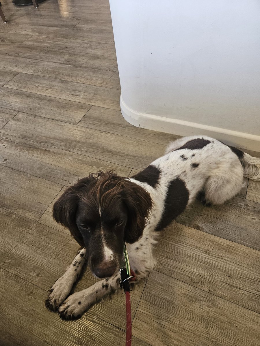 TSD Chhubohe and RSD Oppo (RIP) tweet media