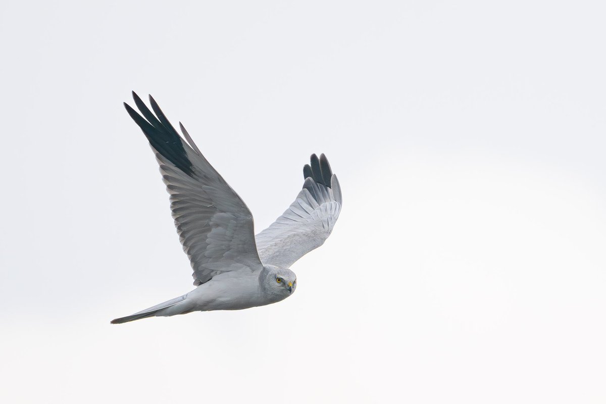 Thanasis Tsafonis tweet media