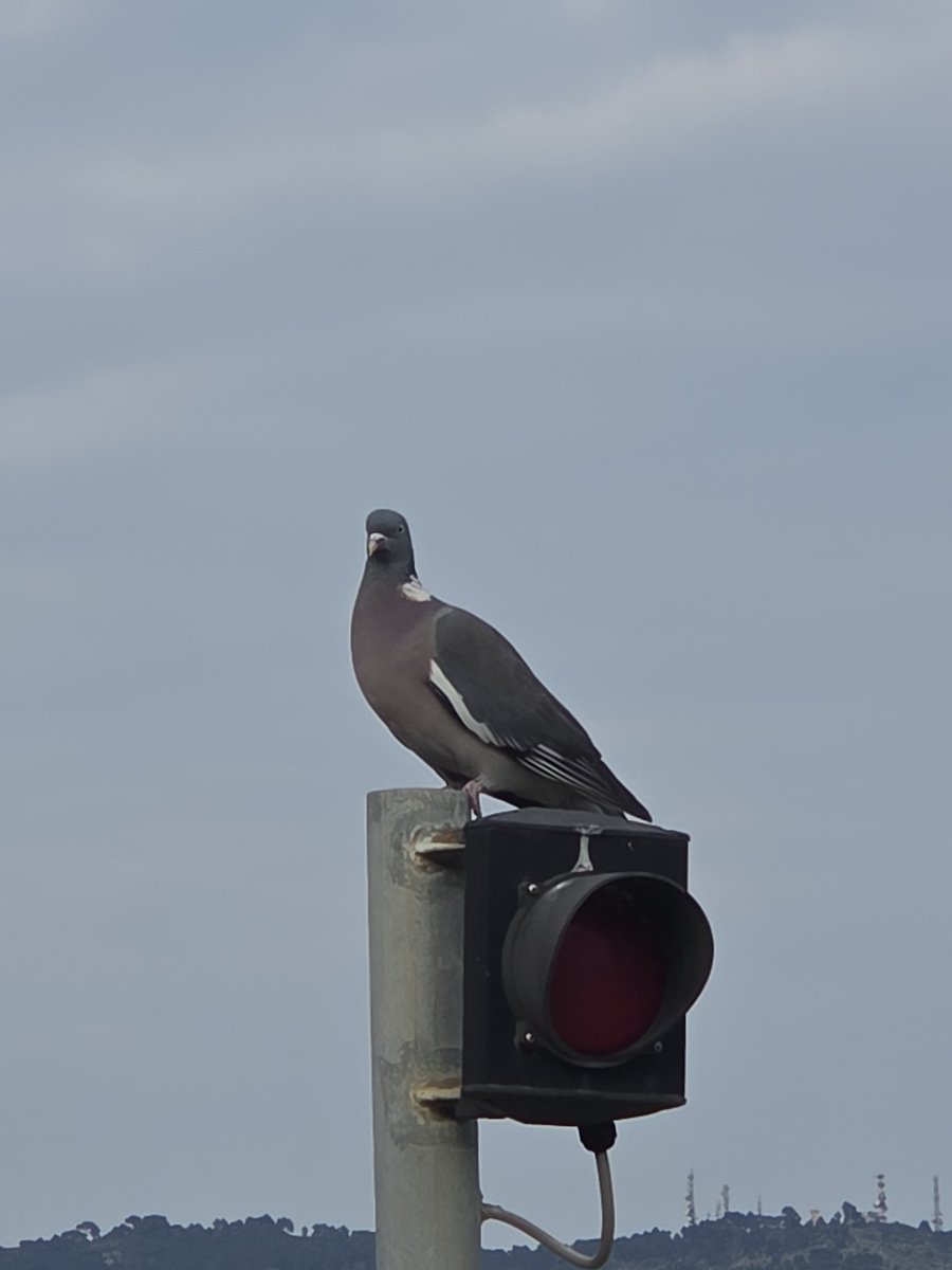 Бульбулятозавр🇺🇦🪴🌻 tweet media