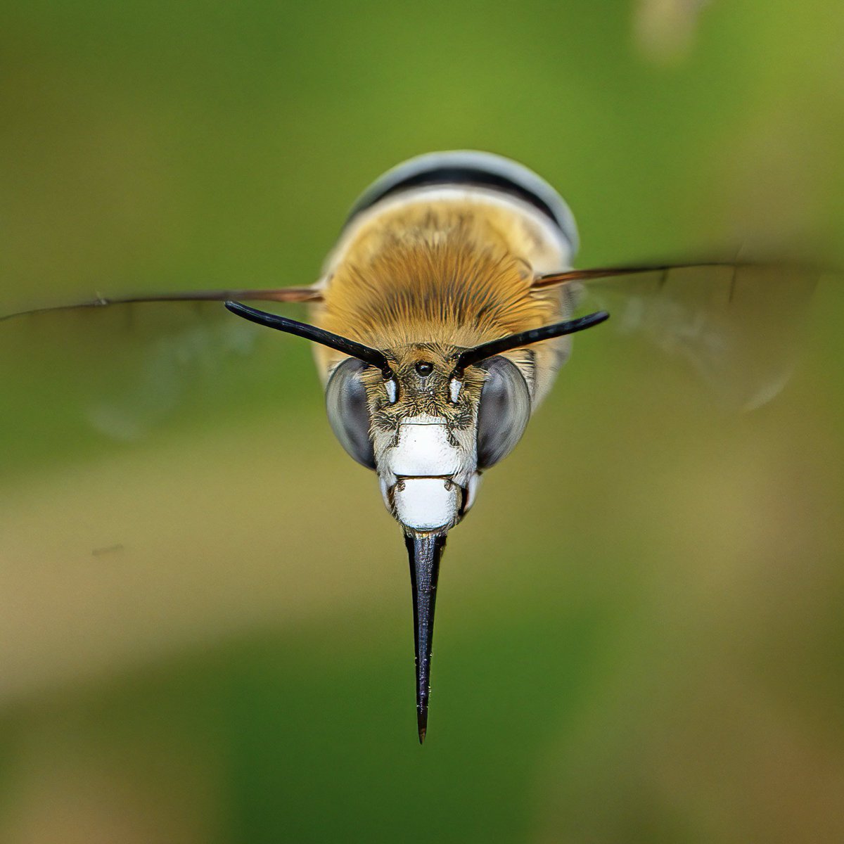 Paul Wright 🇬🇧🇯🇲🇸🇰 tweet media