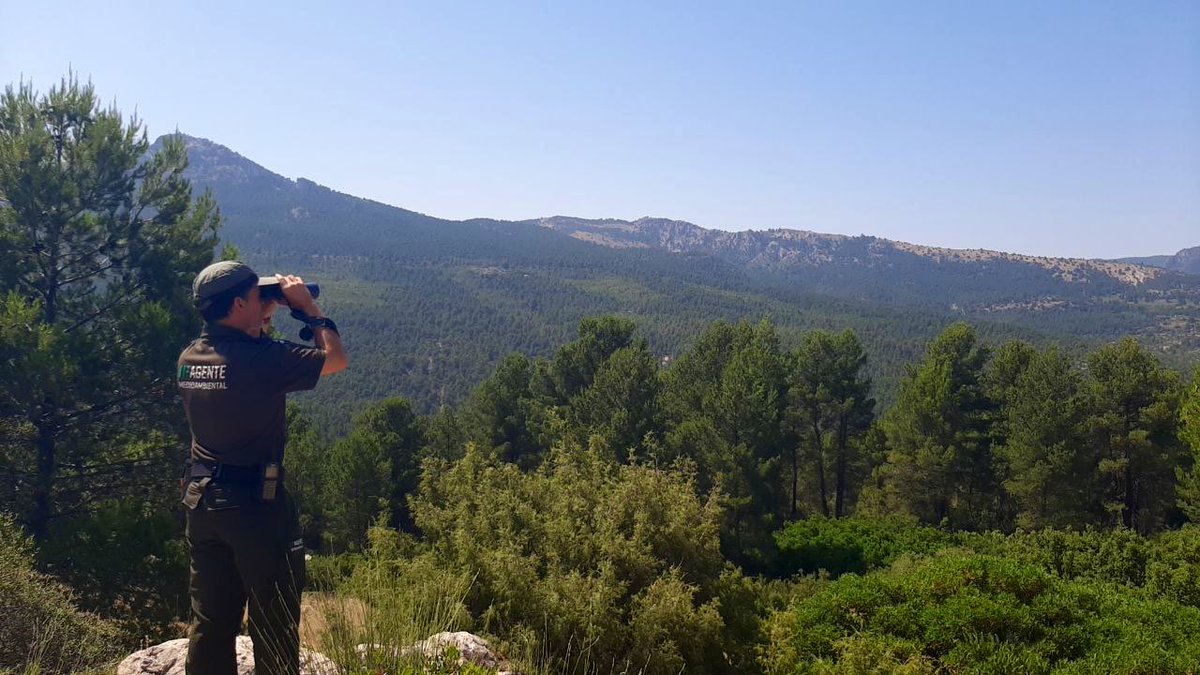 MURCIA FORESTAL tweet media