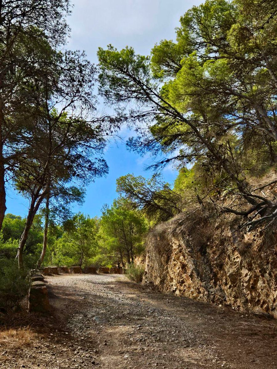 MURCIA FORESTAL tweet media