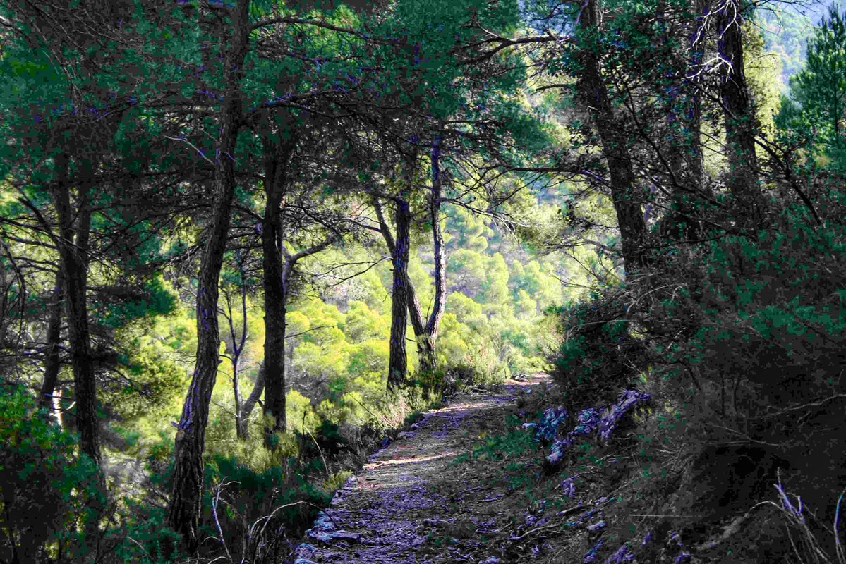 MURCIA FORESTAL tweet media