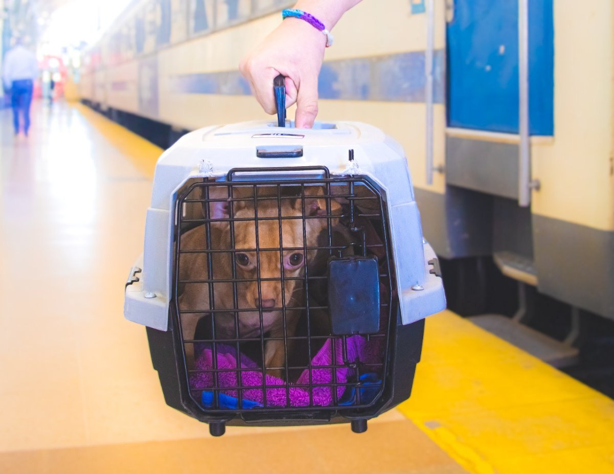 Tren Chillán - Estación Central tweet media