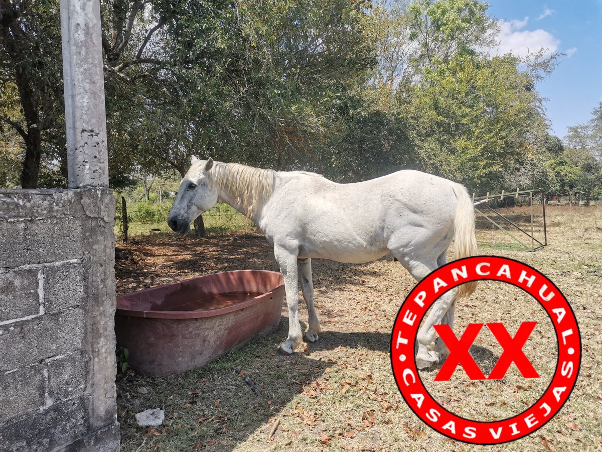 Ranchosybrechas's tweet photo. Hasta los gatos les envían sus saludos desde Casas Viejas, dando la bienvenida a la primavera.
.
.
.
.
.
.
#rancho #ranchlife #postalesdecampo #ganado #cattle #ElCampoNoPara #SoyRanchero #Huasteca #Veracruz #Chiconamel #RanchoCasasViejas #SardoNegro #brahman https://t.co/1BIMYpjJYc