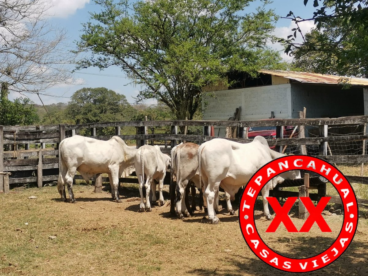 Ranchosybrechas's tweet photo. Hasta los gatos les envían sus saludos desde Casas Viejas, dando la bienvenida a la primavera.
.
.
.
.
.
.
#rancho #ranchlife #postalesdecampo #ganado #cattle #ElCampoNoPara #SoyRanchero #Huasteca #Veracruz #Chiconamel #RanchoCasasViejas #SardoNegro #brahman https://t.co/1BIMYpjJYc