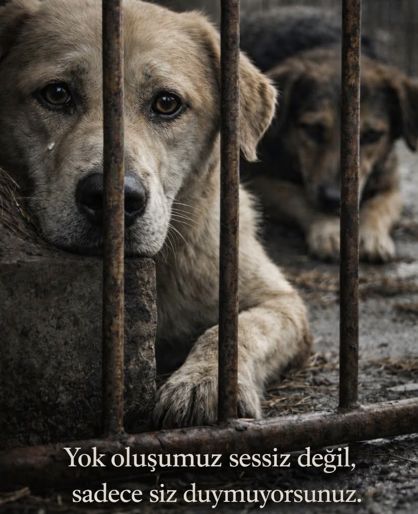 CrazyDaisyMls's tweet photo. BARINAK GERÇEKLERİ 👇

*Sopa ile dövme 
*Çöp gibi fırlatma
*Yerde sürükleme
*Çöpe atma
*Aç bırakma
*Pislik içinde yaşatma
*Yaşam hakkına son verme…
Sosyal medyaya yansıyan görüntüler. Türkiye'deki belediye barınaklarında yaşanan vahşeti, acımasızlığı gözler önüne seriyor.. 
Her barınak bir olay mahali!! 
Buna alışmamızı beklemeyin...

#türkiyedekatliamvar #barınaklarölümkampı
#SokakHayvanlarıSahipsizDeğil