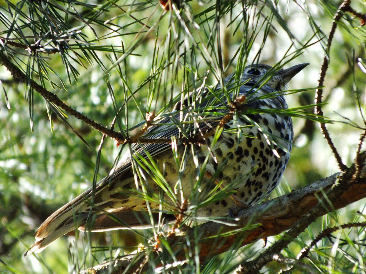 Di ✏️🇷🇺☦️ tweet media