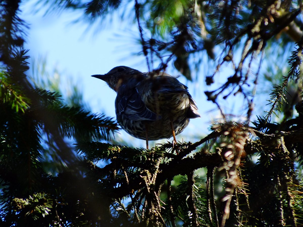 Di ✏️🇷🇺☦️ tweet media