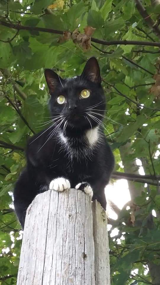 Missing Pets GB tweet media