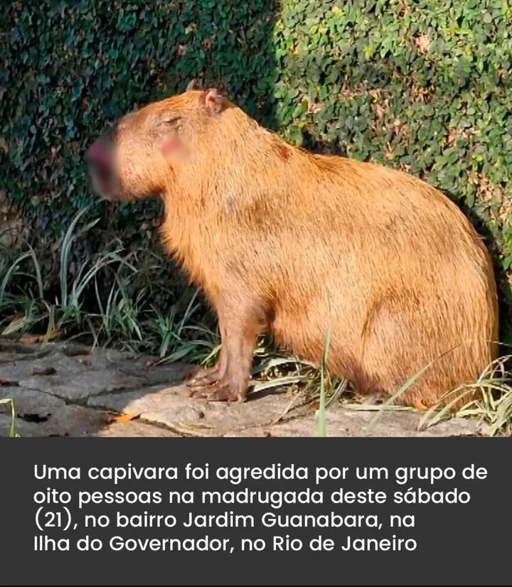 NEM AS CAPIVARAS ESTÃO ESCAPANDO DESSA CORJA DE IMUNDÍCIES DOS INFERNOS ASSASSINOS E TORTURADORES DE ANIMAIS