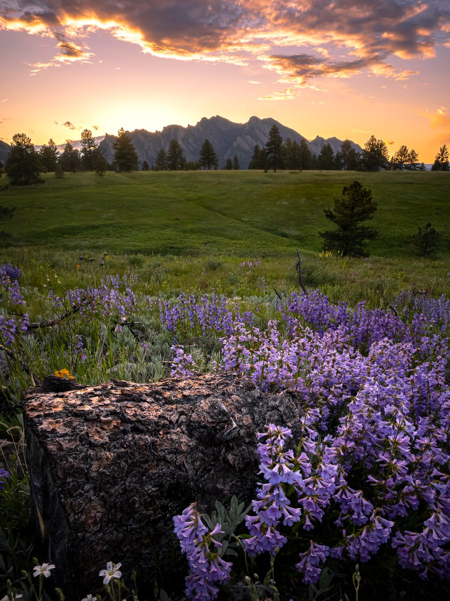 Purely Green tweet media