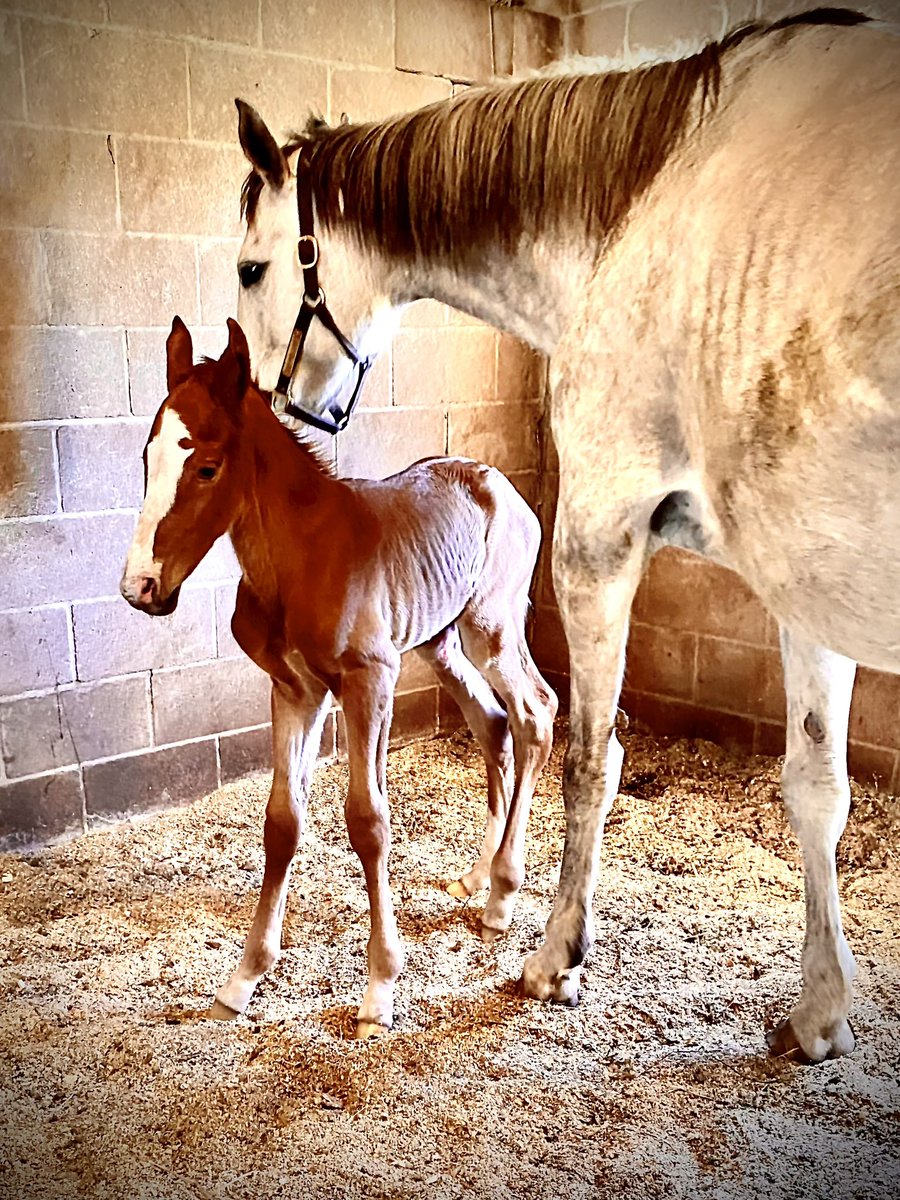 DMW Racing Stables tweet media