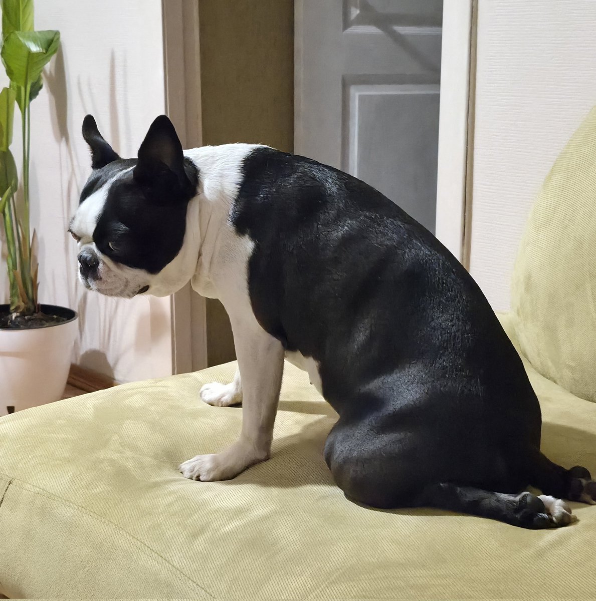 піца з ананасами tweet media