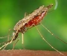 Judaeda Blanco tweet media