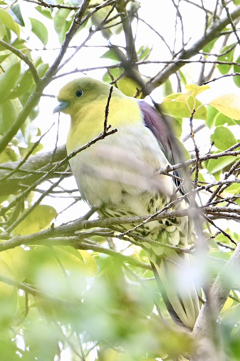 waniwani1968 tweet media