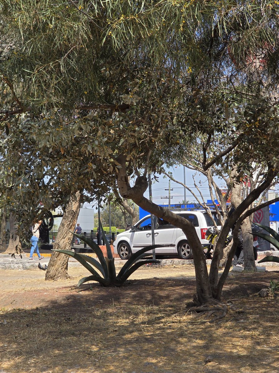 Perla del mar tweet media