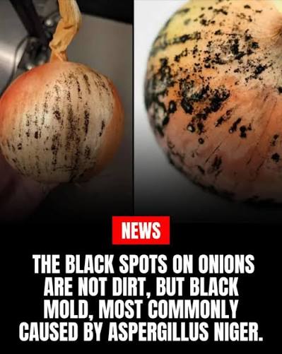 the chitinous scavenger tweet media