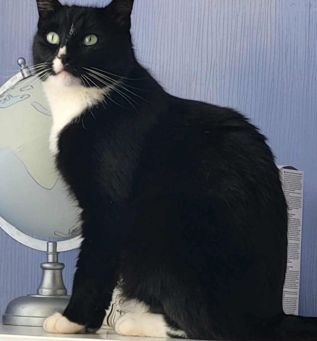 Missing Pets GB tweet media