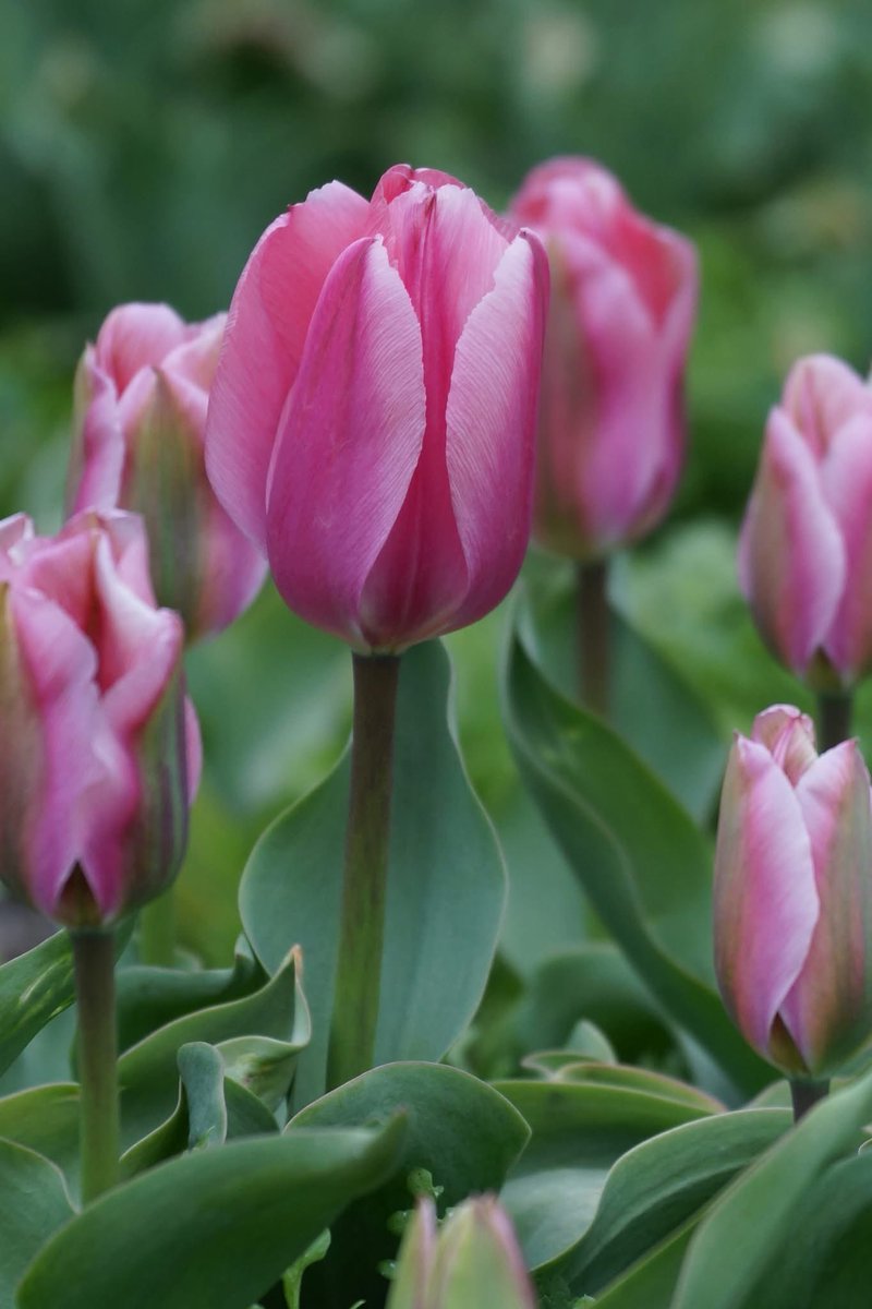 Takecyanful tweet media