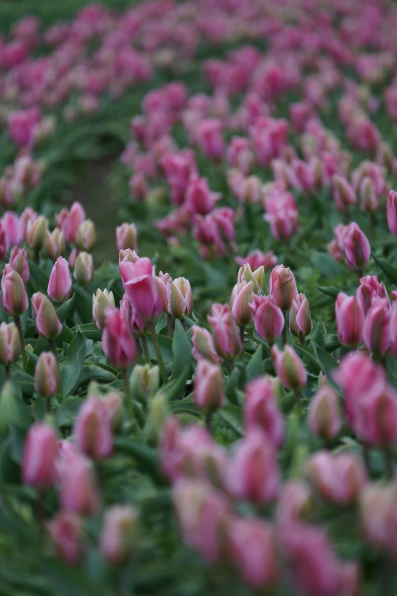 Takecyanful tweet media