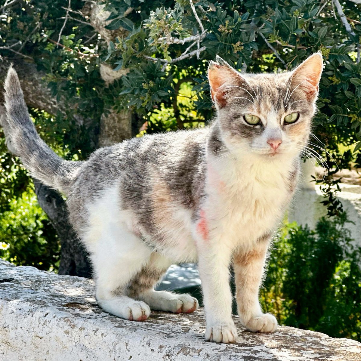 Cats of Iraklia tweet media