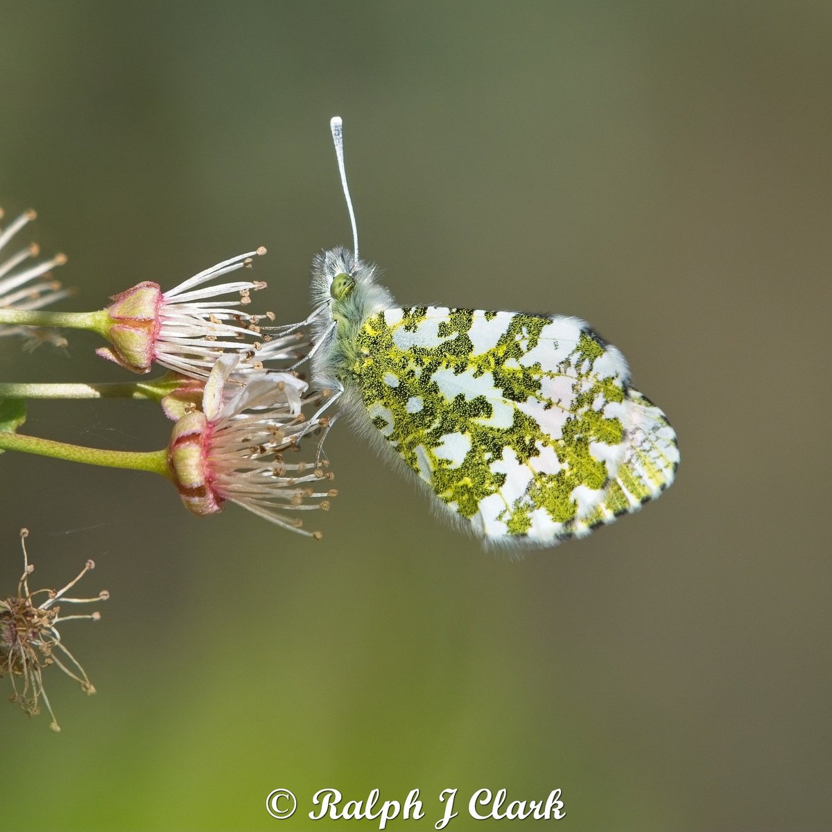 Ralph Clark tweet media