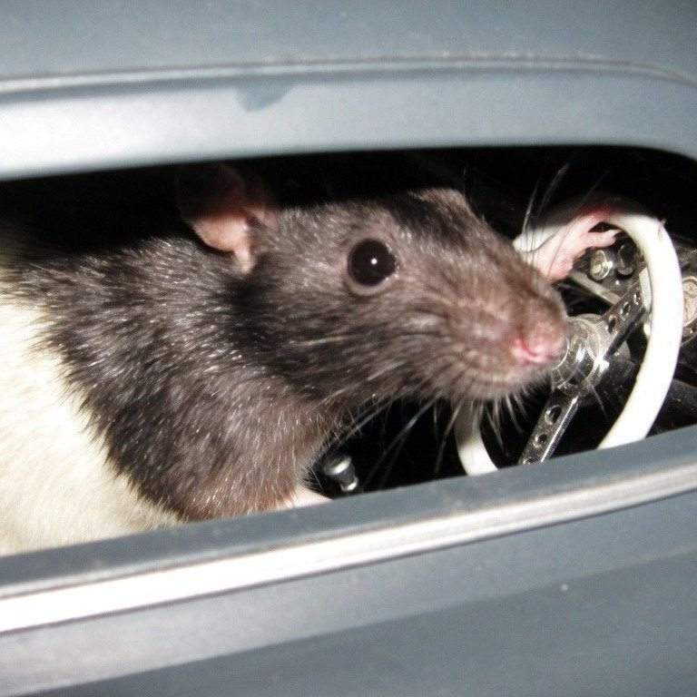 Karl die Ratte 🐀 tweet media