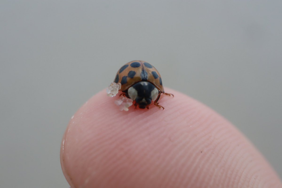 Thanks <a href="/TheBurgerkrieg/">Sean Paul Sartre</a> for being my favorite lore explainer guy to listen to on my nature walks 

Here’s a ladybug I saved from the tide as a treat