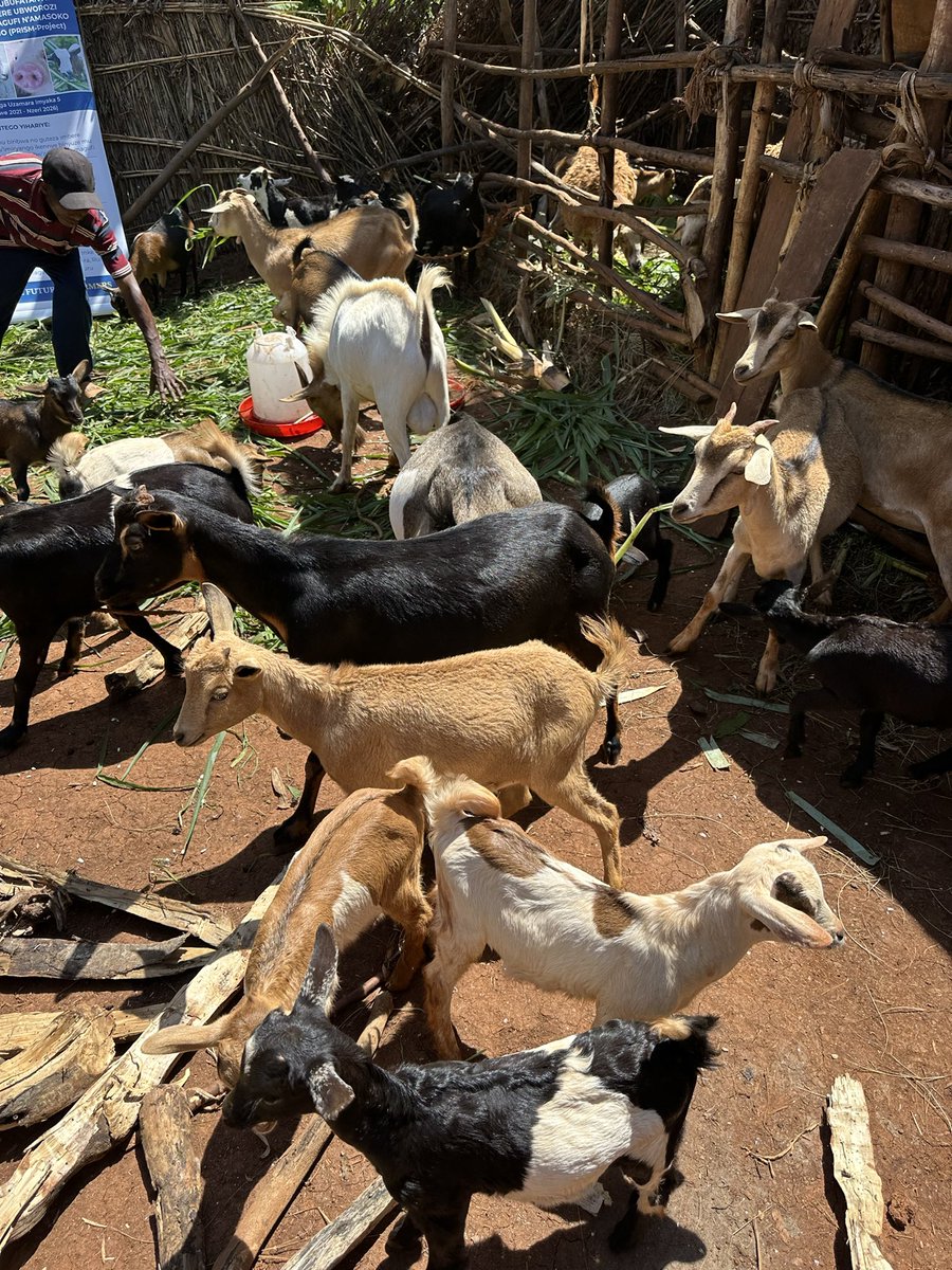 Dieudone HARAGIRIMANA tweet media