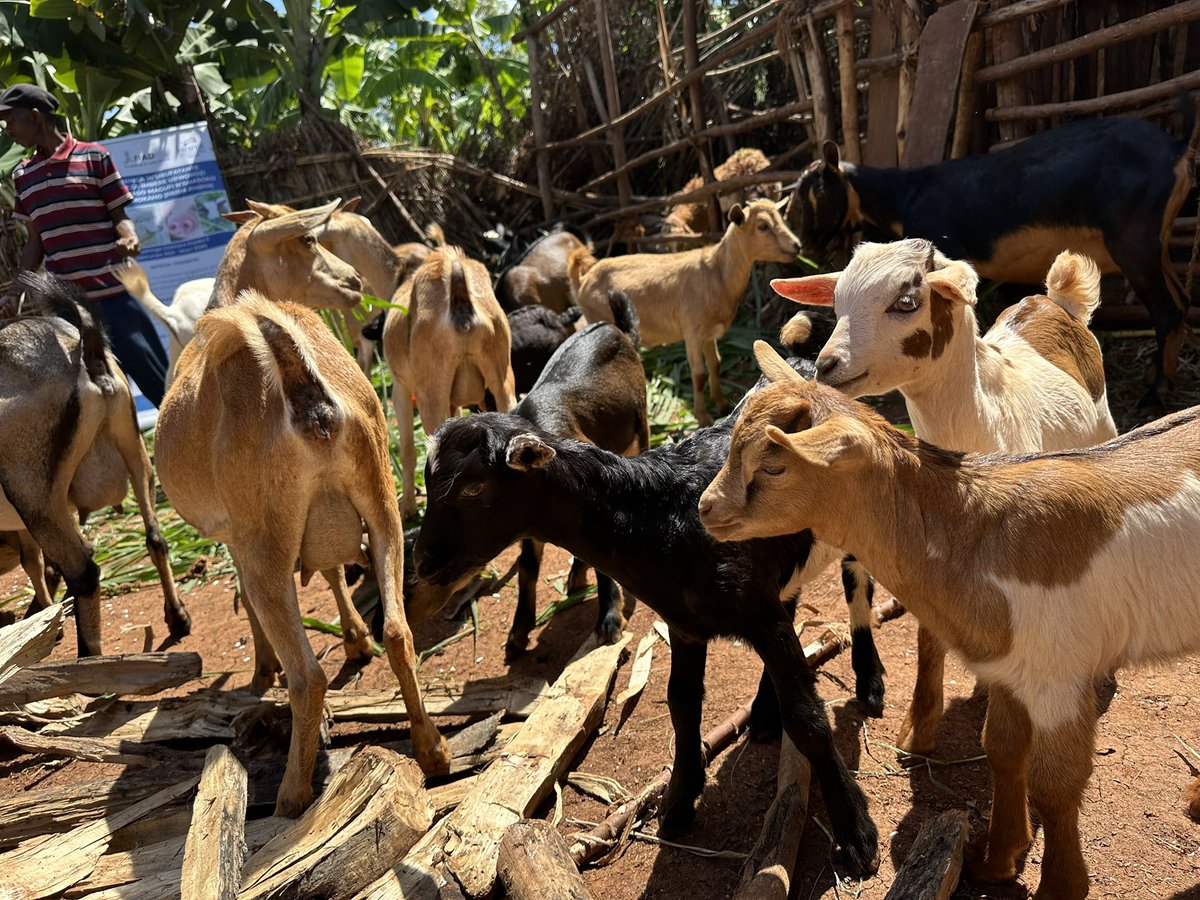 Dieudone HARAGIRIMANA tweet media