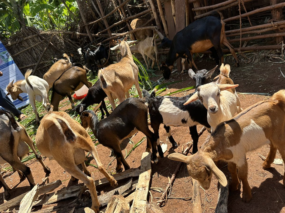 Dieudone HARAGIRIMANA tweet media