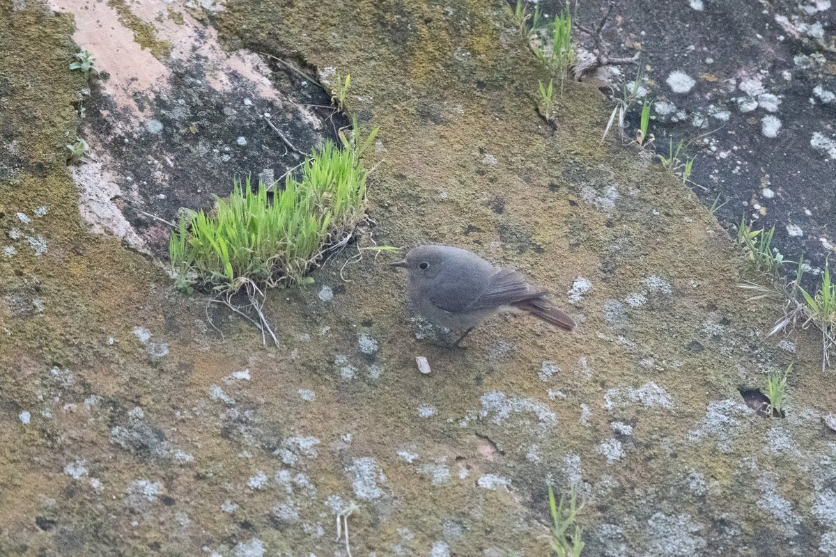 Gibraltar Birds tweet media