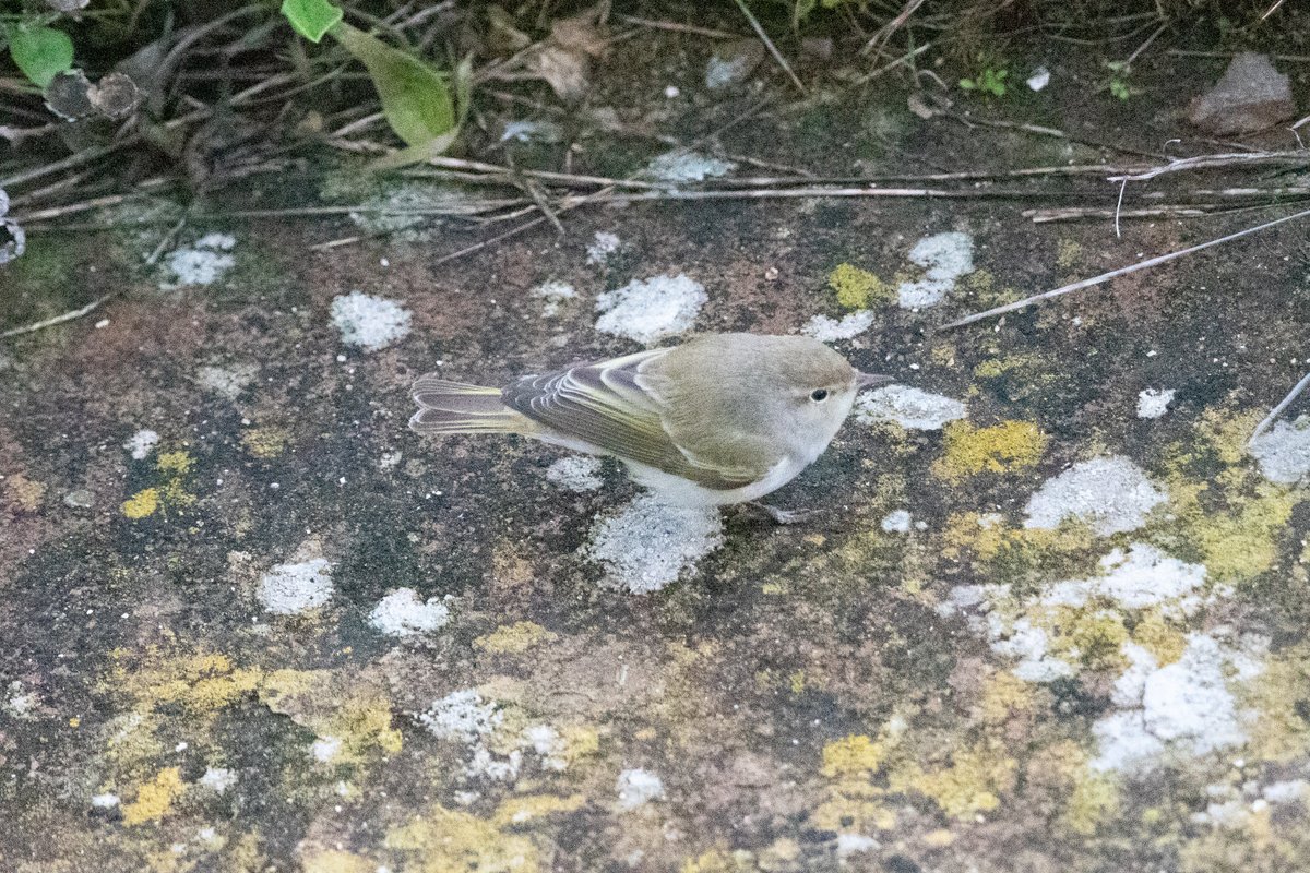 Gibraltar Birds tweet media