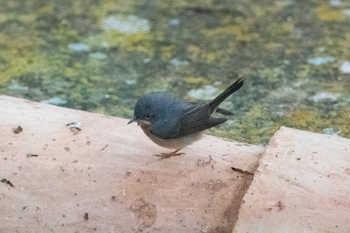 Gibraltar Birds tweet media