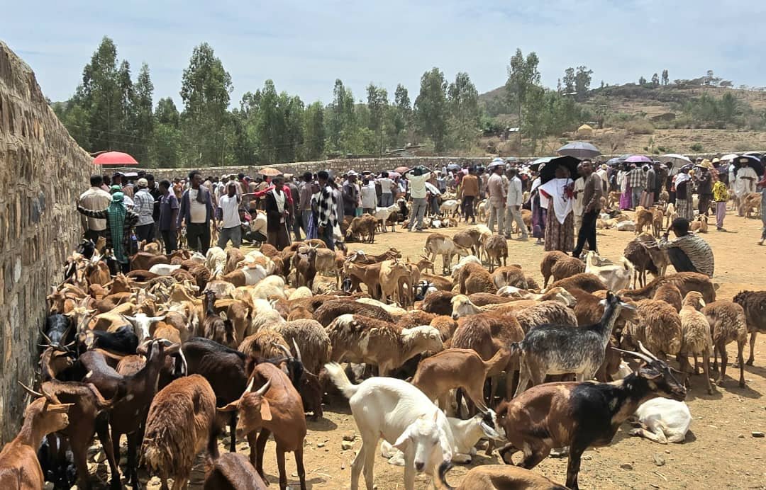 RELIEF SOCIETY OF TIGRAY (REST) tweet media